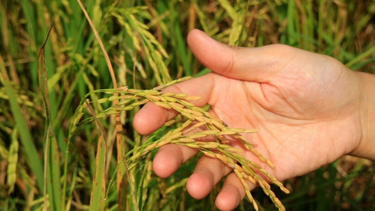 धान बुवाई के लिए जुताई करते समय खेत को समतल बनाना जरूरी है.