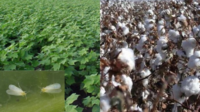 सफेद मक्खी कीट से कपास फसल को होता है ज्यादा नुकसान