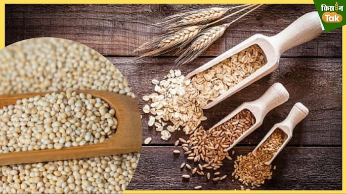 AICTE launches millet recipe contest with Rs 1 lakh prize money