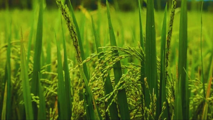 चावल की 10 सुगंधित और औषधीय किस्में