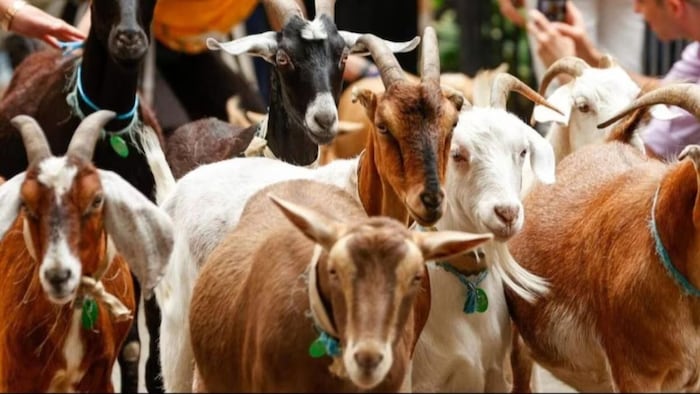 बकरी पालन में है बंपर कमाई. (सांकेतिक फोटो)