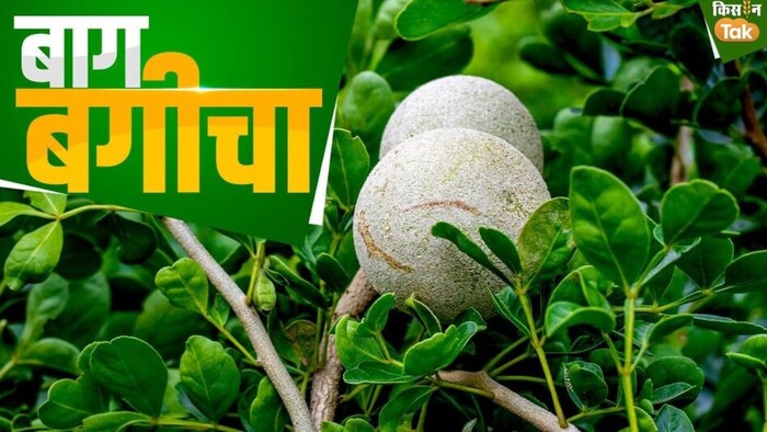 बिहार में बेल की खेती को मिलेगा प्रोत्साहन. (सांकेतिक फोटो)