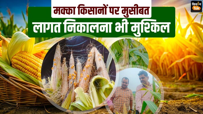 मक्का की फसल का नुकसान