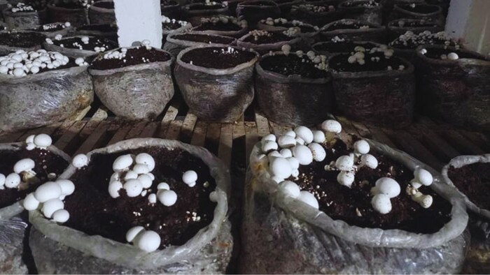 मशरूम की खेती
