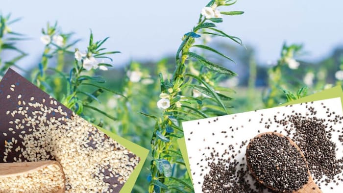 तिल की खेती (सांकेतिक तस्वीर)