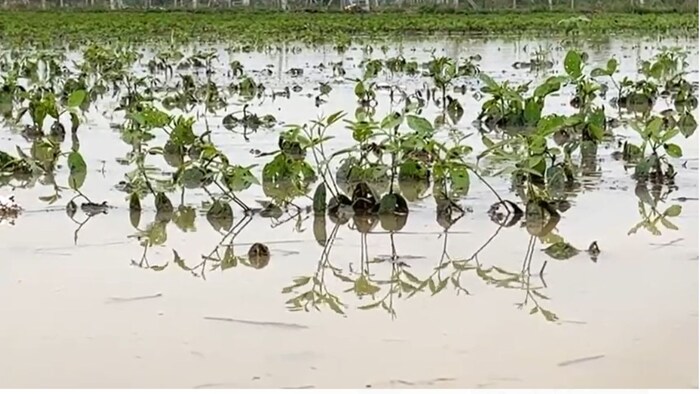 महाराष्ट्र के अकोला जिले में बारिश से खेतों में जलभराव.