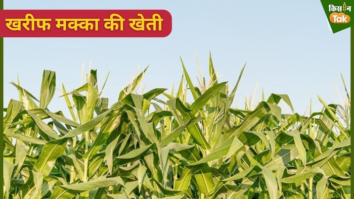 मक्का का रकबा पिछले साल की तुलना में 10 लाख हेक्टेयर बढ़ गया है.