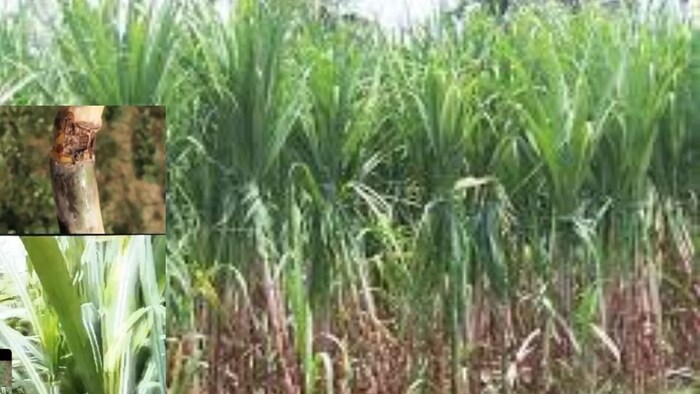 गन्ने में पोक्का रोग