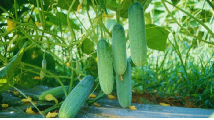 खीरे की खेती