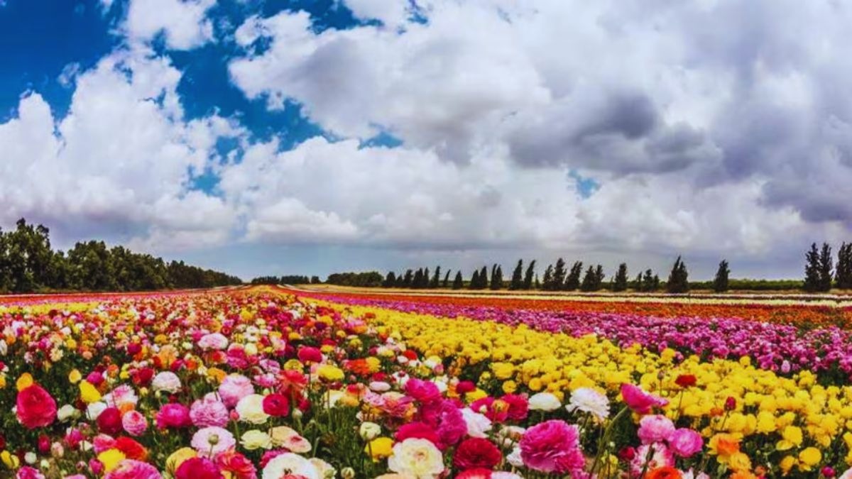 फूलों की खेती