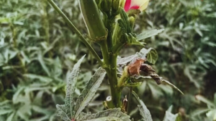 भिंडी की खेती