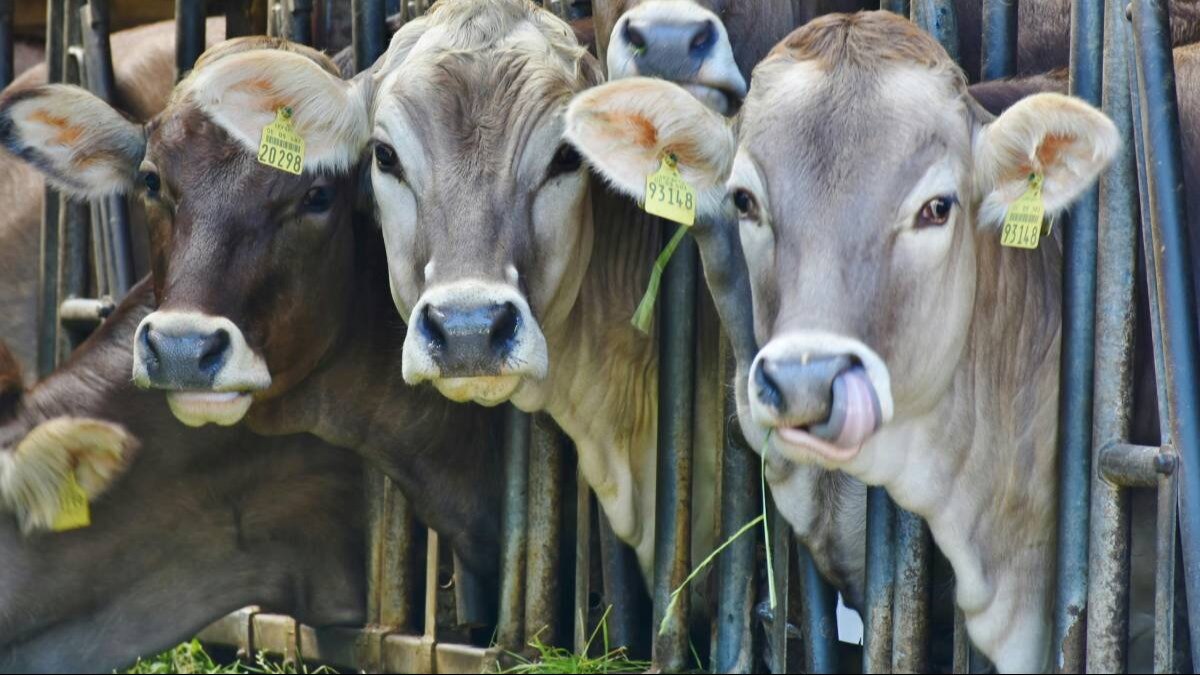 Animal Care: डेयरी फार्म में ऐसे रोकी जा सकती हैं आग लगने की घटनाएं, पढ़ें डिटेल  Animal Care: डेयरी फार्म में ऐसे रोकी जा सकती हैं आग लगने की घटनाएं, पढ़ें डिटेल