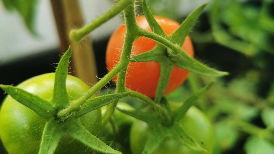 मिश्रित खेती का कमाल, हर साल 15 लाख की आय कमाते हैं भोपाल के श्याम सिंह  मिश्रित खेती का कमाल, हर साल 15 लाख की आय कमाते हैं भोपाल के श्याम सिंह