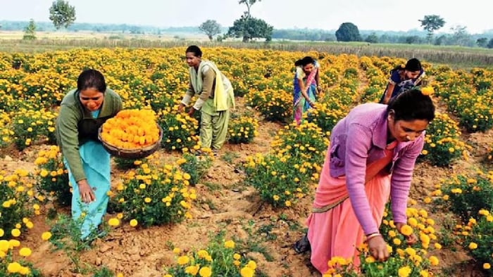 पौधों में सुधार के लिए जैव प्रौद्योगिकी का इस्तेमाल किया जाएगा.