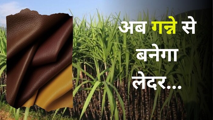 अब गन्ने से बनेगा वीगन लेदर