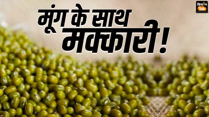 मध्य प्रदेश में MSP पर मूंग खरीद में कटौती, किसान नाराज