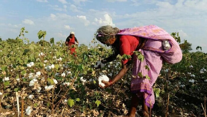 पिंक बॉलवर्म के चलते फसल खो चुके किसान आर्थिक संकट का सामना कर रहे हैं.