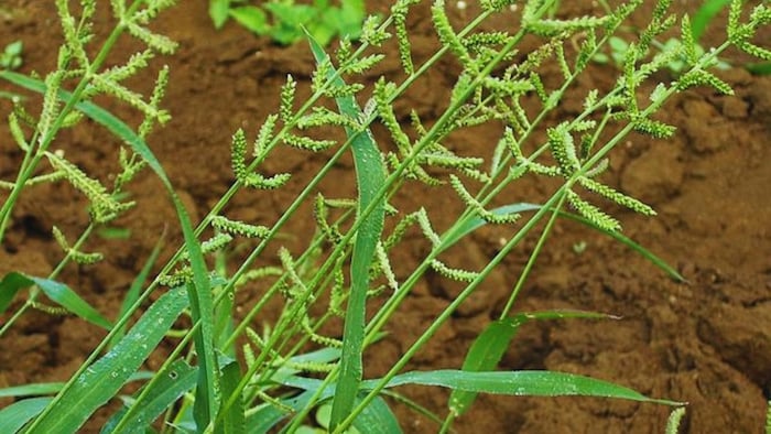 जड़िया धान