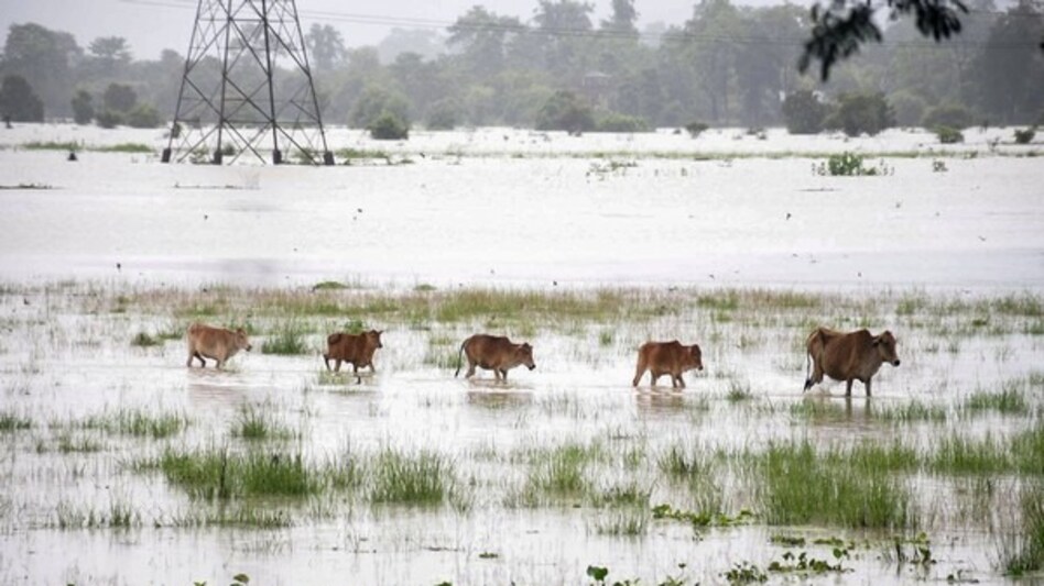 Animal Care in Flood: गाय-भैंस को बाढ़ से बचाने के लिए अभी से कर लें ये तैयारी, पढ़ें डिटेल Animal Care in Flood: गाय-भैंस को बाढ़ से बचाने के लिए अभी से कर लें ये तैयारी, पढ़ें डिटेल