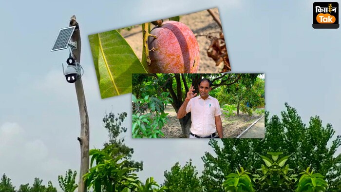 सहारनपुर में किसान संदीप चौधरी CCTV लगाकर कर रहे आम की रखवाली (Photo-Kisan Tak)
