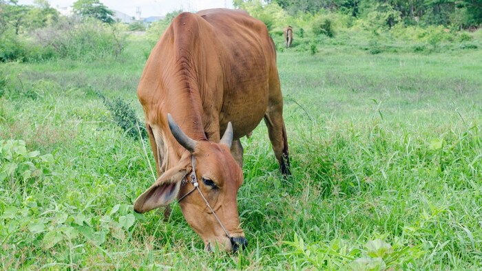 कर्नाटक के किसान क्यों हैं परेशान