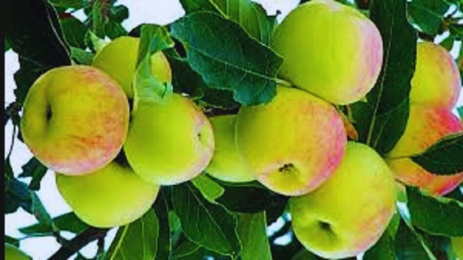 झारखंड में बड़े पैमाने पर हो सकती है सेब की खेती, इस पायलट प्रोजेक्ट में मिली बड़ी कामयाबी झारखंड में बड़े पैमाने पर हो सकती है सेब की खेती, इस पायलट प्रोजेक्ट में मिली बड़ी कामयाबी
