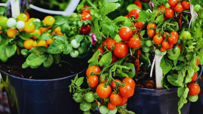 टमाटर की खेती