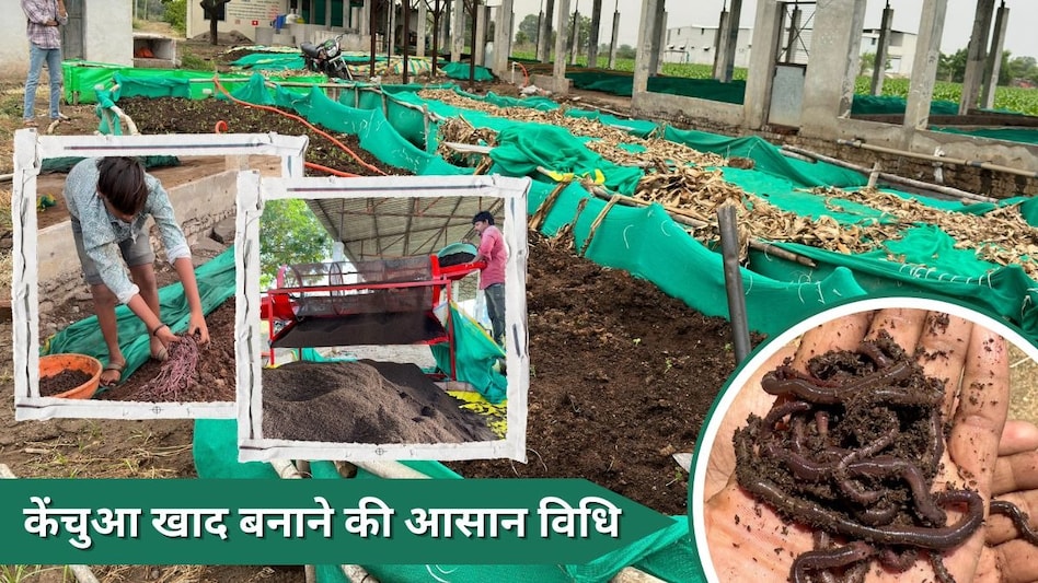 कैसे बनाई जाती है केंचुआ खाद? शुरू से जान लें आसान विधि और इसके फायदे कैसे बनाई जाती है केंचुआ खाद? शुरू से जान लें आसान विधि और इसके फायदे
