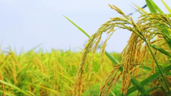 धान में लगने वाले खरपतवार