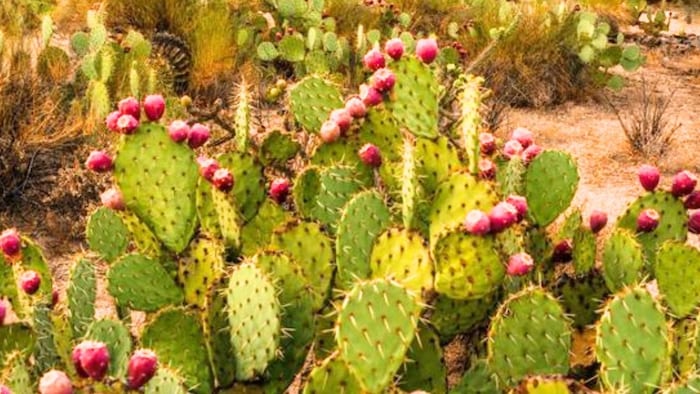 पशुओं के लिए शानदार है ये चारा