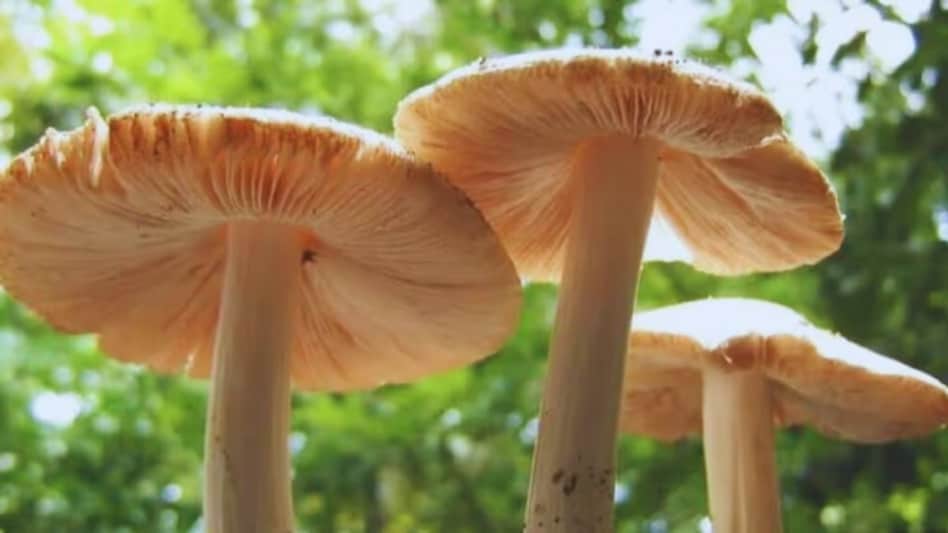 बगैर खेतिहर किसानों को मशरूम किट दे रही है सरकार, अभी करें ऑनलाइन आवेदन बगैर खेतिहर किसानों को मशरूम किट दे रही है सरकार, अभी करें ऑनलाइन आवेदन