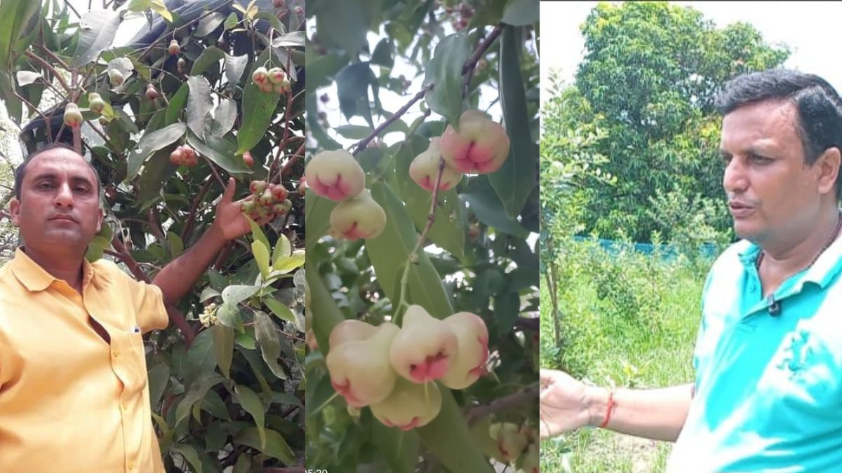 देश में सफेद जामुन की बागवानी फोटो सौजन्य- किसान तक