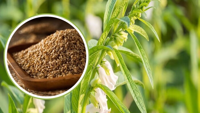 सफेद तिल की खेती