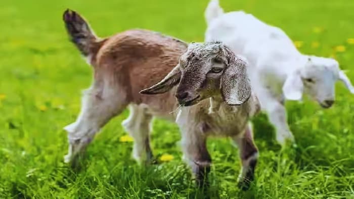 बकरियों में बेहद खतरनाक है ये बीमारी