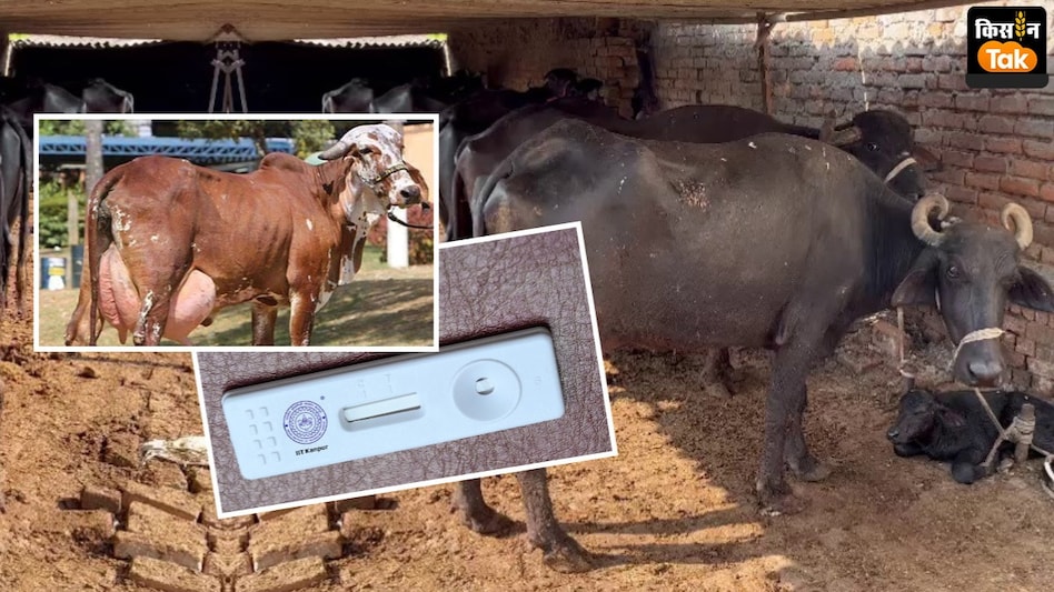 गाय-भैंस को इस बड़ी बीमारी से बचाएगी ये मशीन, 10 रुपये में कर सकेंगे जांच, पशुपालकों को मिलेगी बड़ी राहत गाय-भैंस को इस बड़ी बीमारी से बचाएगी ये मशीन, 10 रुपये में कर सकेंगे जांच, पशुपालकों को मिलेगी बड़ी राहत