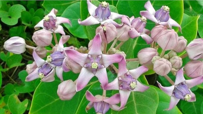 आक के पत्तों के फायदे