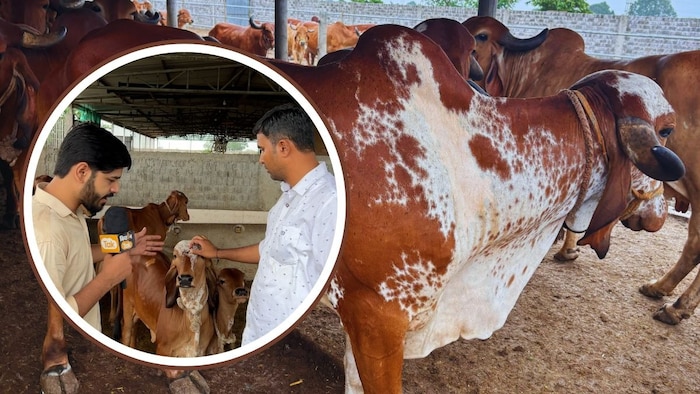 ये है गिर गाय को पालने का तरीका