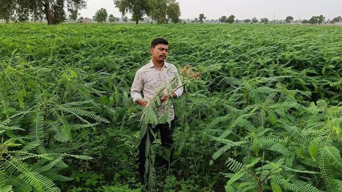 किसानों की तकदीर के साथ ही खेतों की तस्वीर भी बदलेगा ढैंचा (Photo-Kisan Tak)