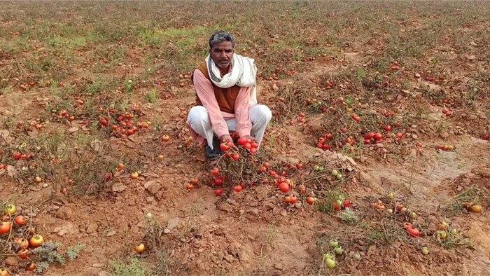 बर्बाद हुई टमाटर की फसल (सांकेतिक तस्वीर)