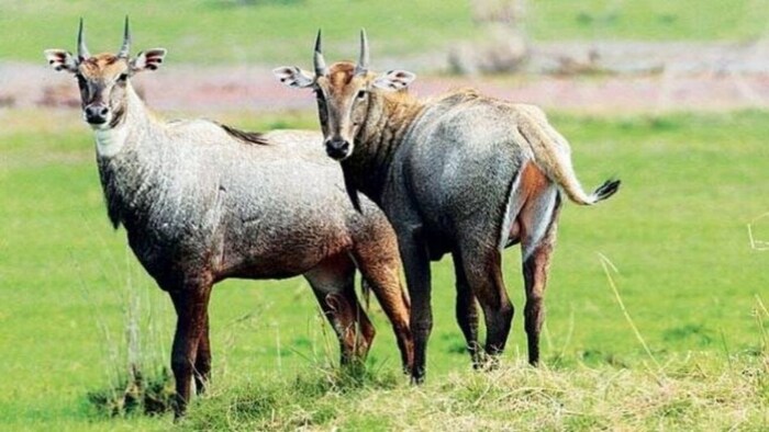 अब नीलगाय फसलों को नहीं कर पाएंगे बर्बाद. (सांकेतिक फोटो)