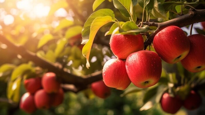 माइट कीट की अधिक आबादी ने सेब के पेड़ के तनाव को बढ़ाने में योगदान दिया