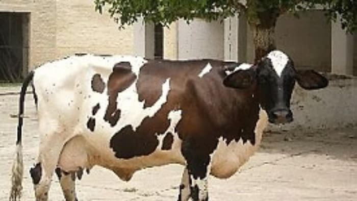 New Cow Breed Freiswal High Milk Production with Low Maintenance,