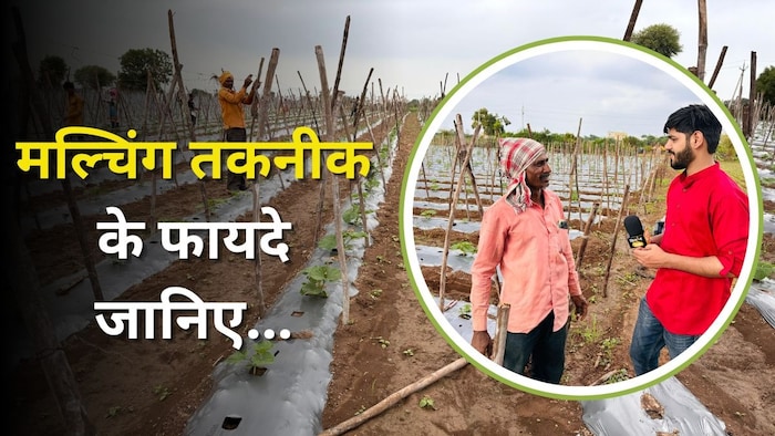 मल्चिंग तकनीक के फायदे