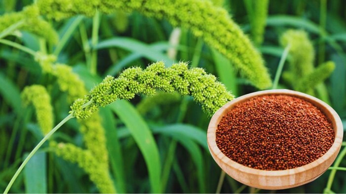 रागी की खरीदें बीज