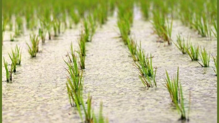 डीएसआर विधि की तुलना में परंपरागत विधि में दोगुना लागत आती है.