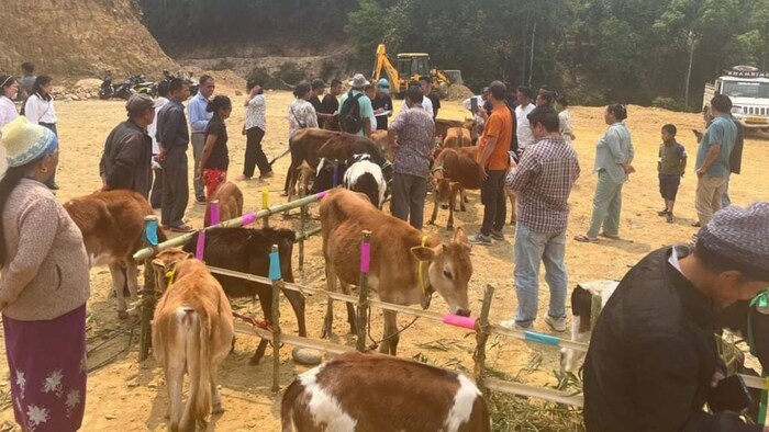 Sikkim: Livestock awareness programme, calf rally mark World Veterinary Day celebrations
