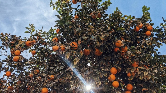 बांग्लादेश के फैसले से परेशान अमरावती के किसान