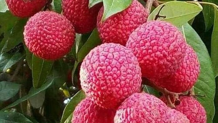 राष्ट्रीय लीची अनुसंधान केंद्र और कृषि विज्ञान केंद्र से भी मिल रही मदद (Photo-Kisan Tak)