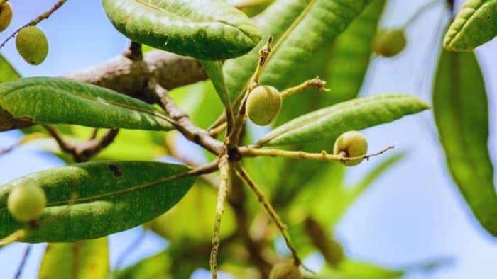 किस फसल की किस्म है थार प्रिया