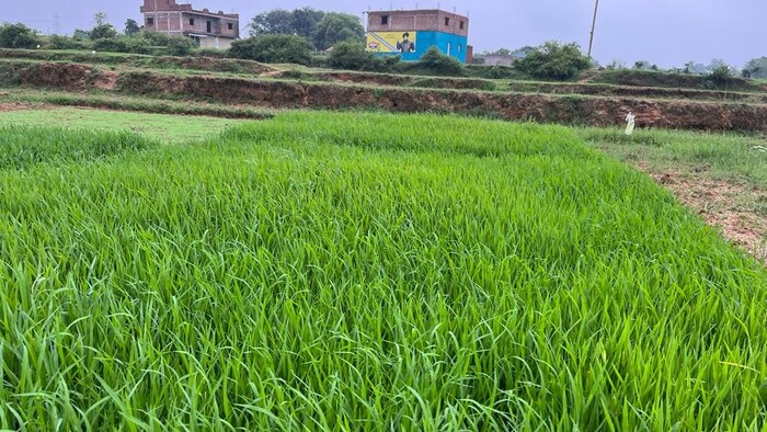 धान की खेती (फाइल फोटो)